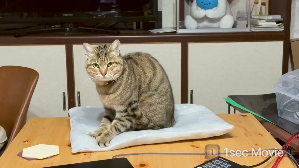Still from a sample movie featuring a cat